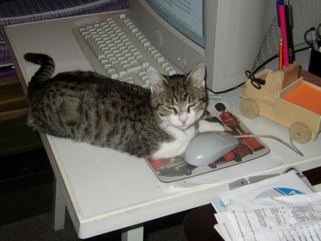 ../images/fotoalbum/katzen/2003-09-10_01