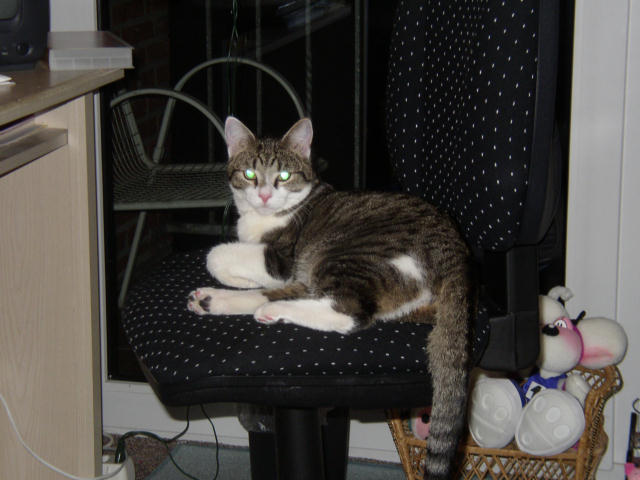 ../images/fotoalbum/katzen/2004-01-05_01
