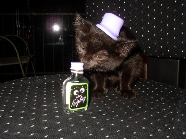 ../images/fotoalbum/katzen/2004-01-30_03