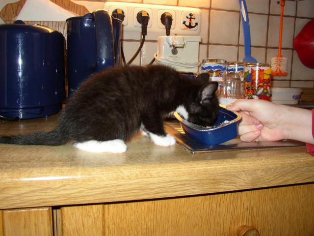 ../images/fotoalbum/katzen/2004-12-04_04