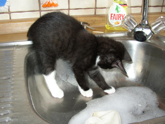 ../images/fotoalbum/katzen/2004-12-26_04