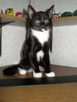 Ein stolzer Kater