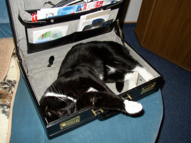 ../images/fotoalbum/katzen/2007-01-30_01