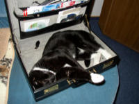 In Papas Notebook-Koffer l&auml;ßt es sich gut schlafen.