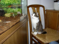 Sissy beobachtet den Gecko